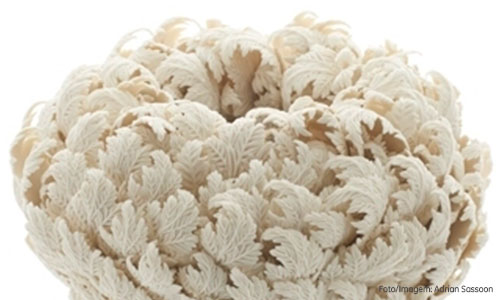 Capa-Concha-interna-2-